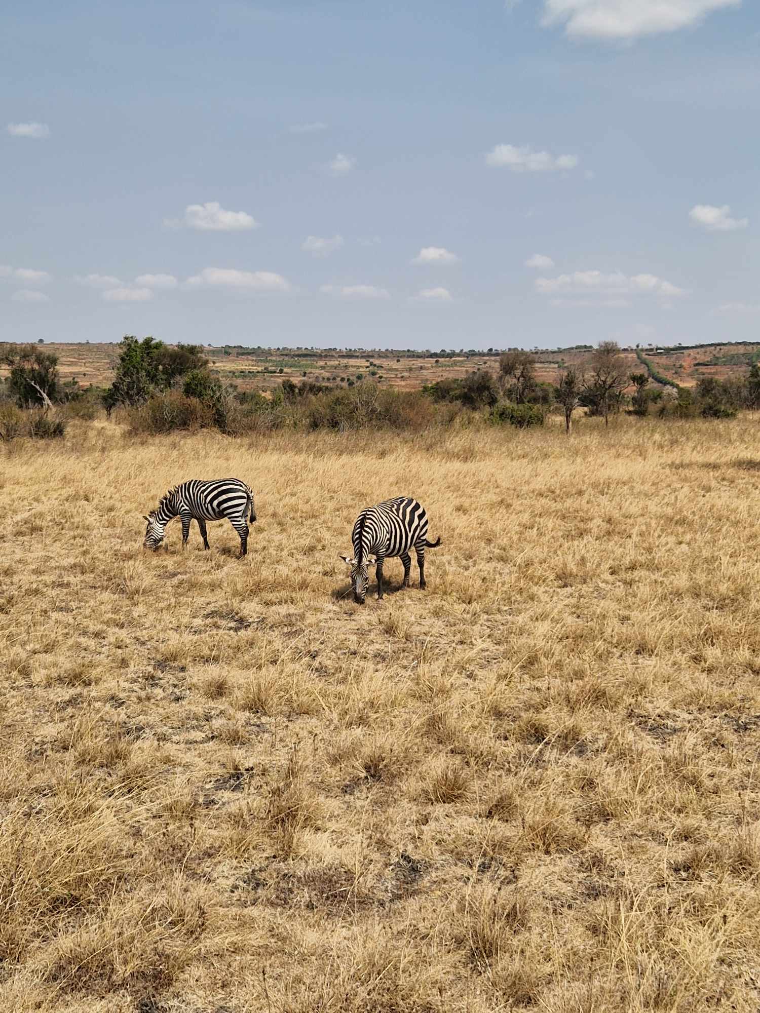 Zebra Rwanda
