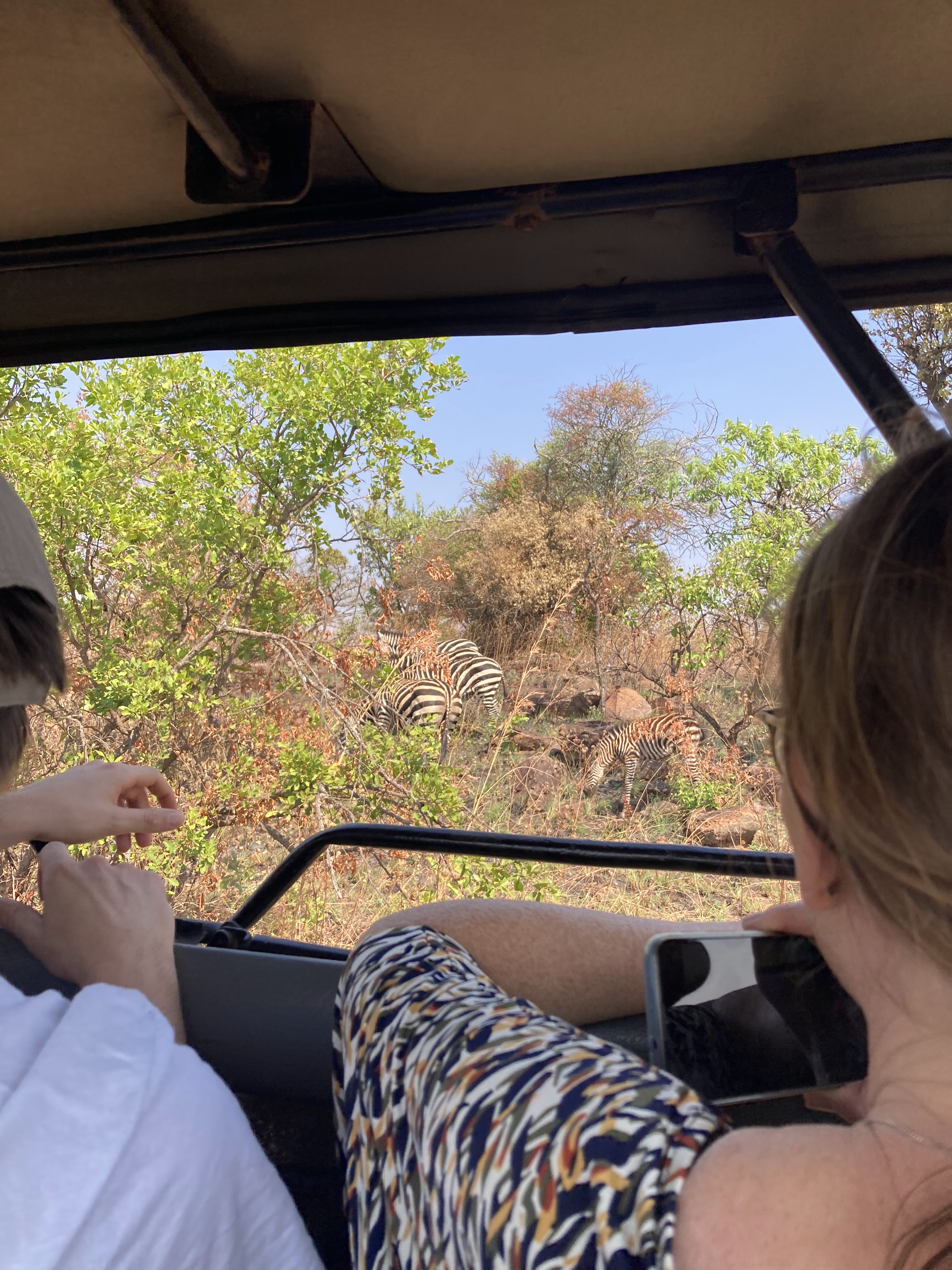 Many Zebras in Rwanda